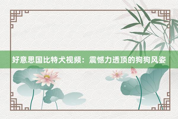 好意思国比特犬视频:震憾力透顶的狗狗风姿